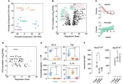 Organotypic Brain Slice Culture Microglia Exhibit Molecular Similarity to Acutely-Isolated Adult Microglia and Provide a Platform to Study Neuroinflammation